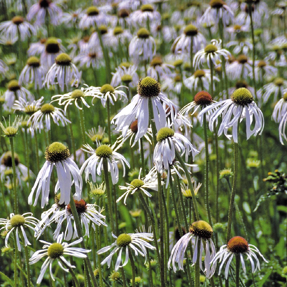 Echinacea pallida