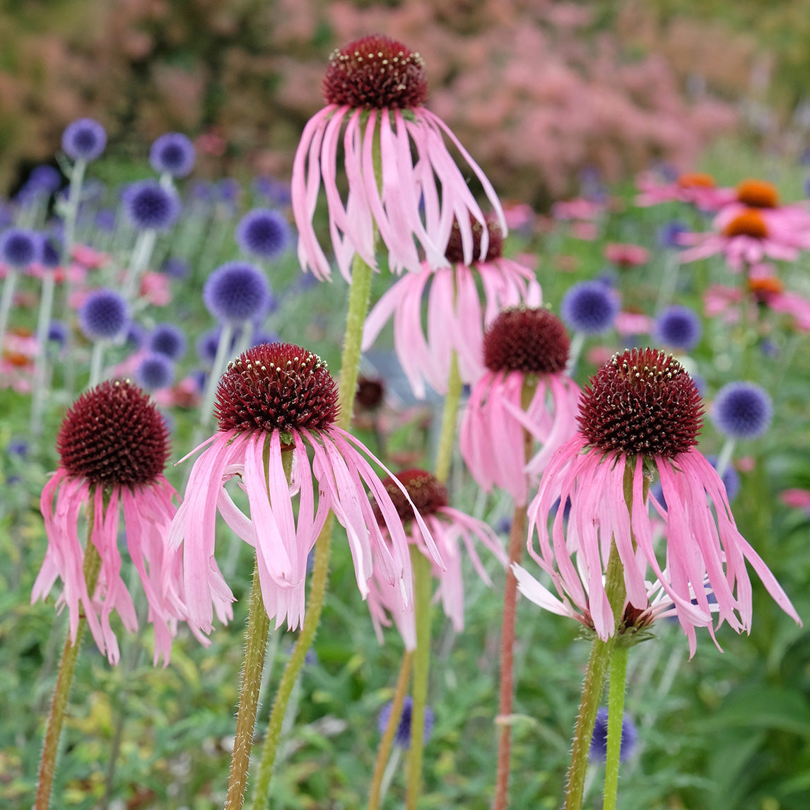 Echinacea pallida