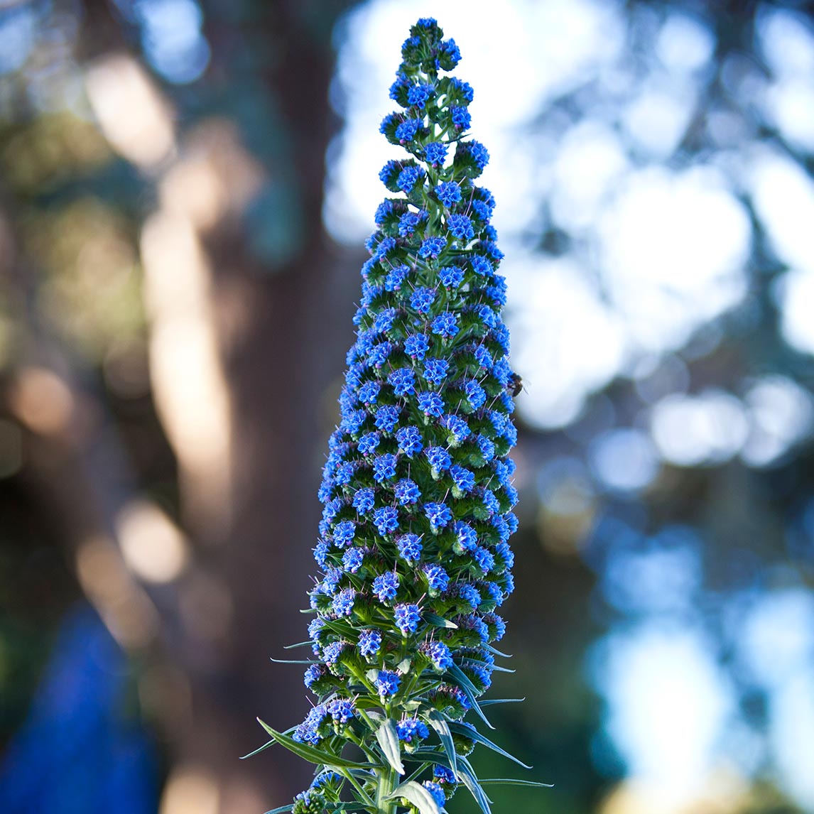 Echium 'Heronswood Blue'