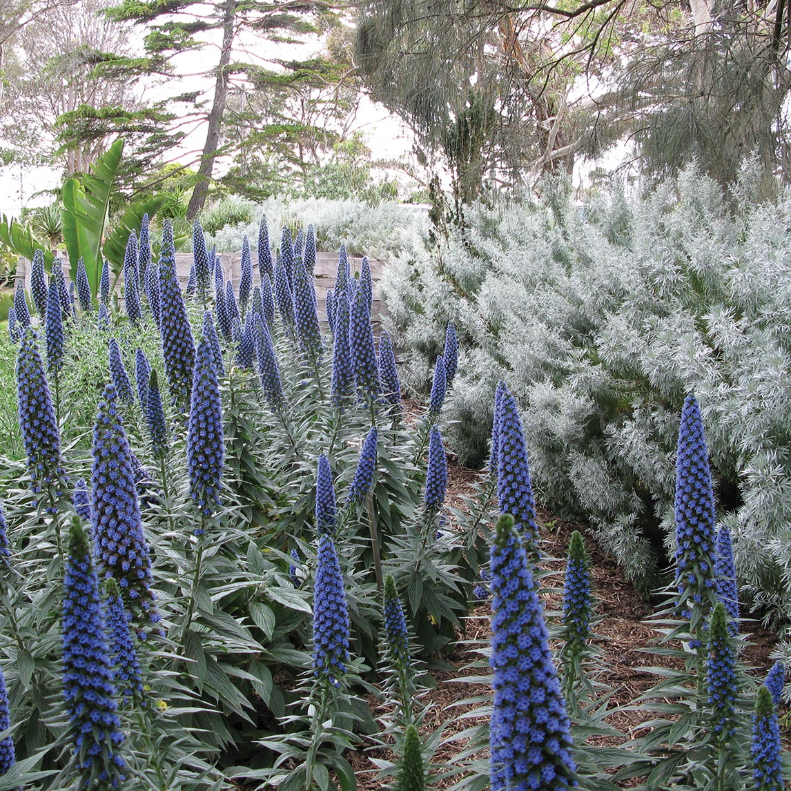 Echium 'Heronswood Blue'