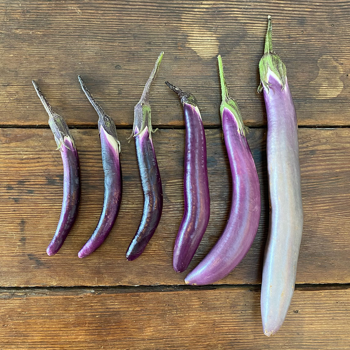 Eggplant 'Ping Tung Long'