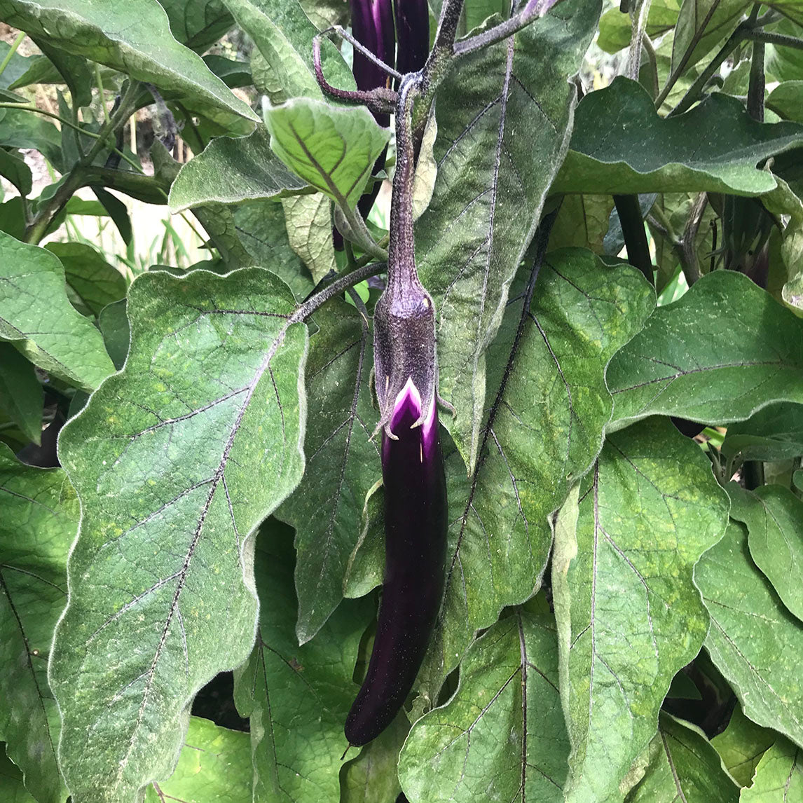 Eggplant 'Ping Tung Long'