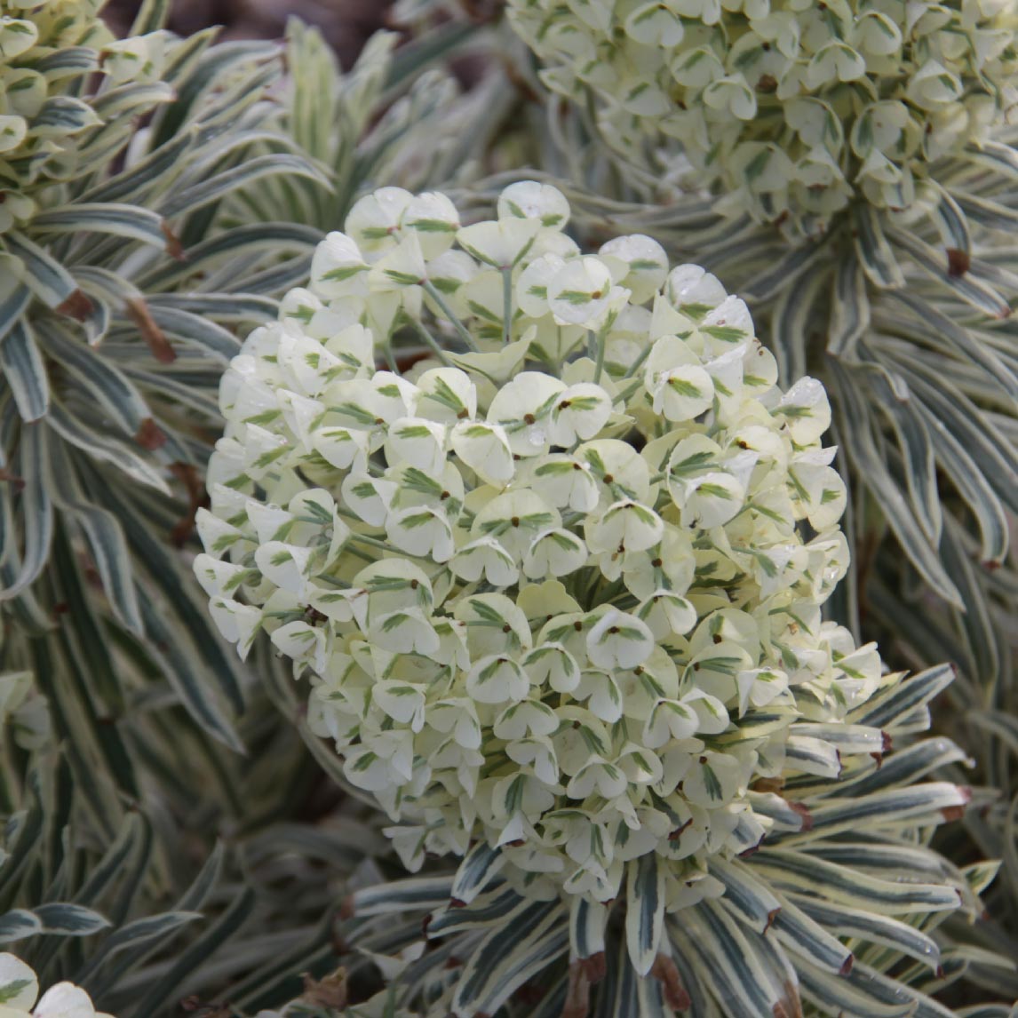 Euphorbia 'Tasmanian Tiger'