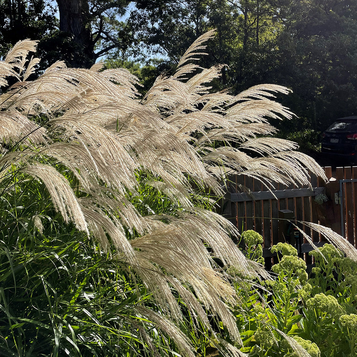 Evergreen Miscanthus