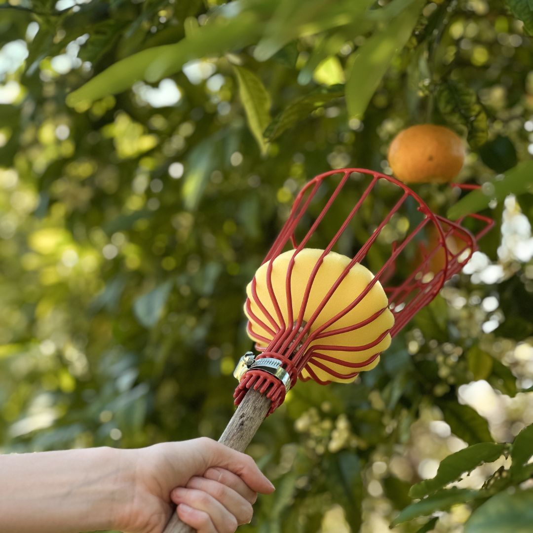 Fruit Picker (Head Only)