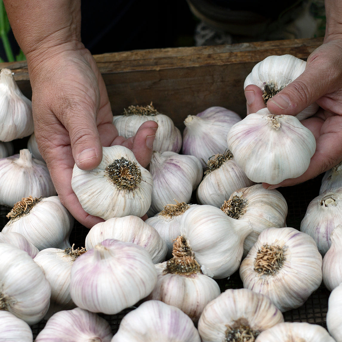 Garlic 'Colossus' (2 heads)