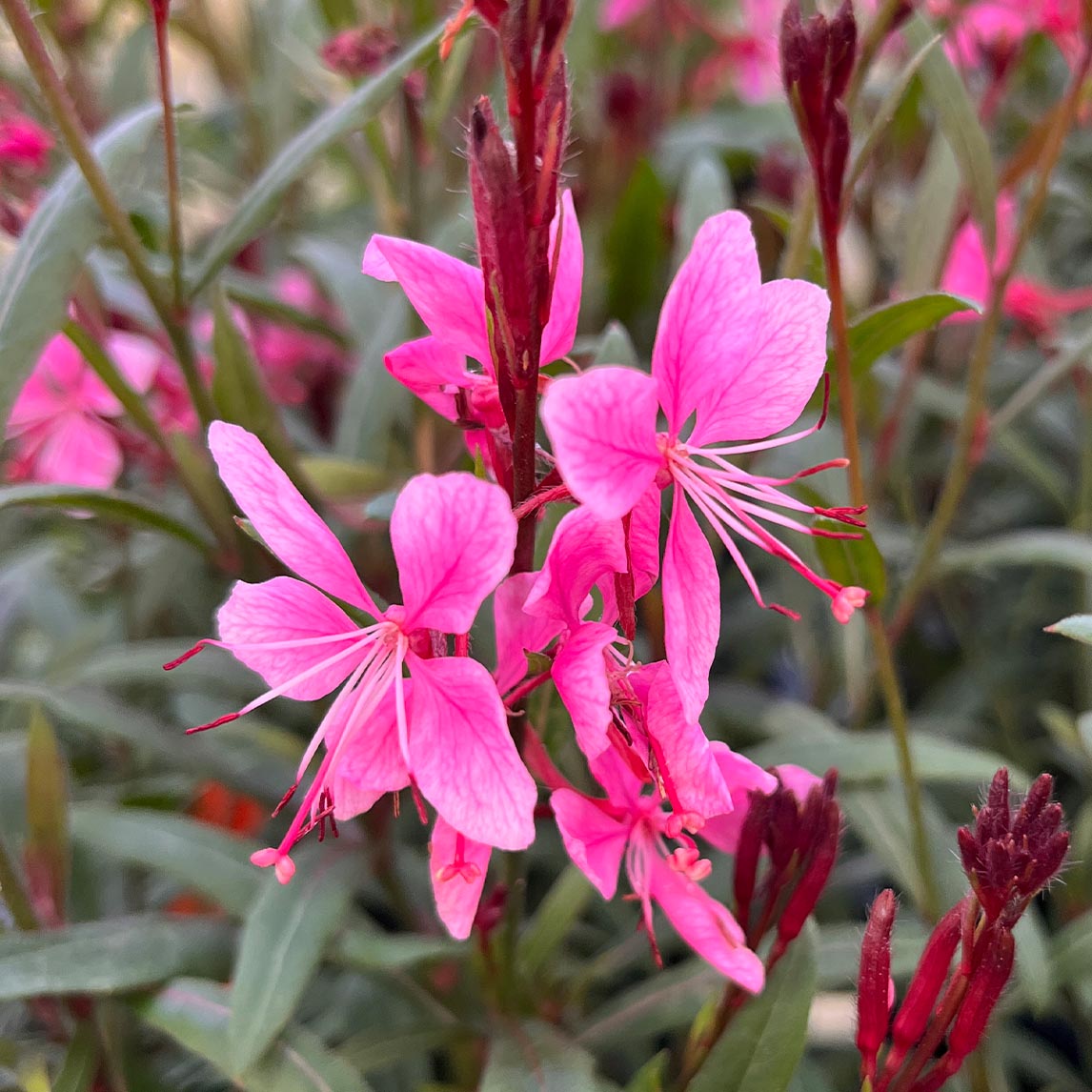 Gaura 'Confetti Pink'