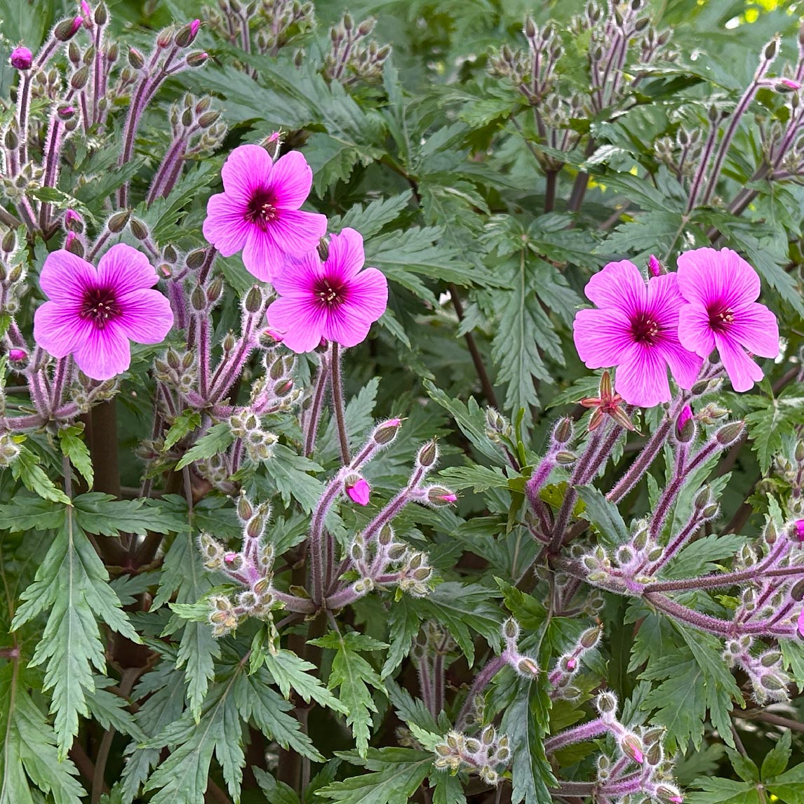 Geranium Maderense