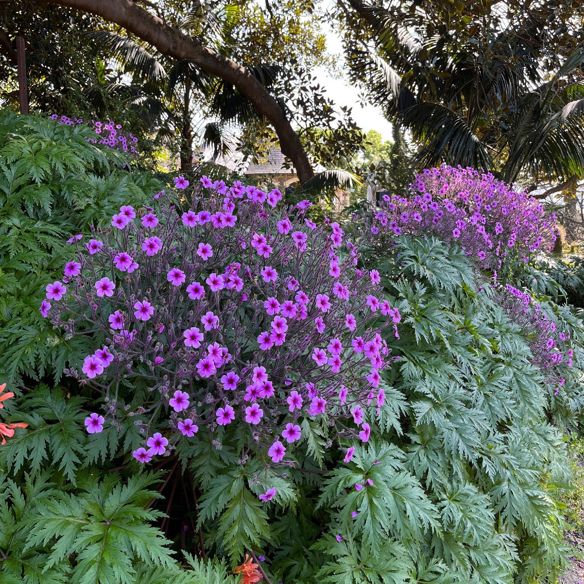 Geranium Maderense