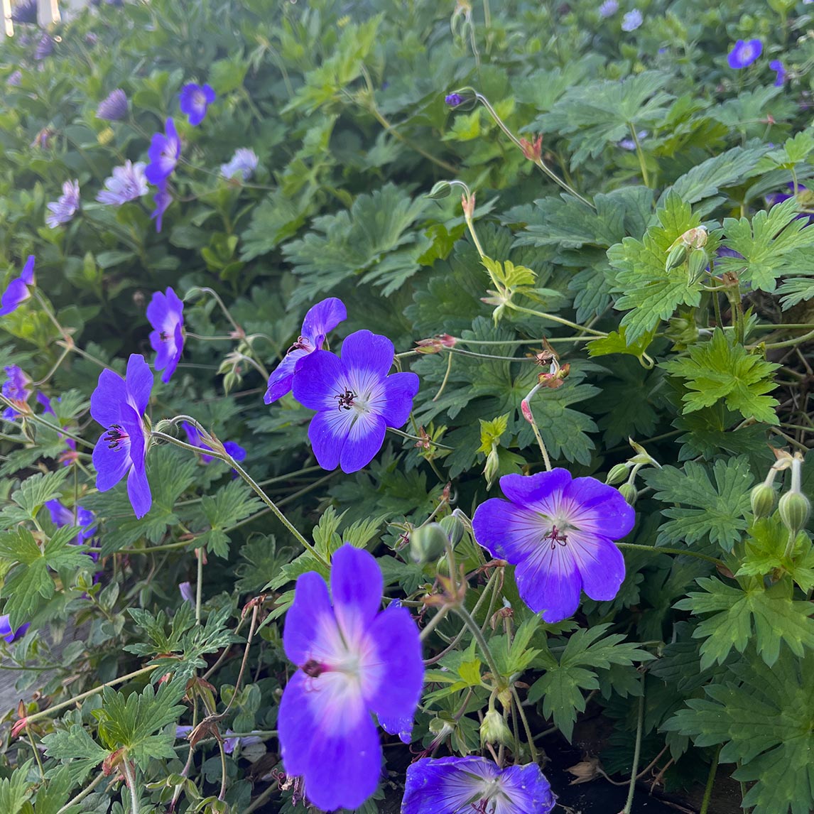 Geranium 'Rozanne' Pbr