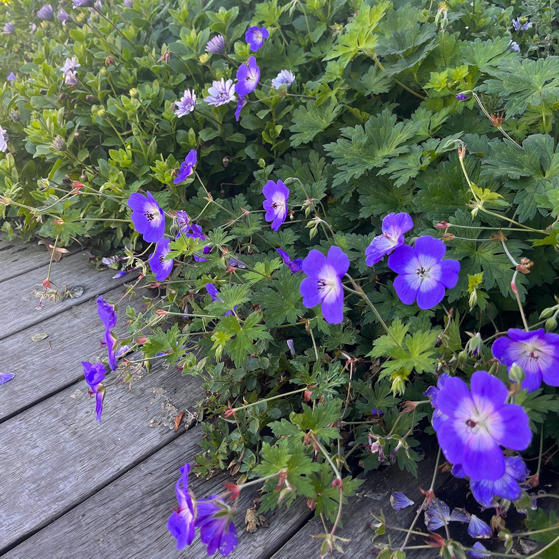 Geranium 'Rozanne' Pbr