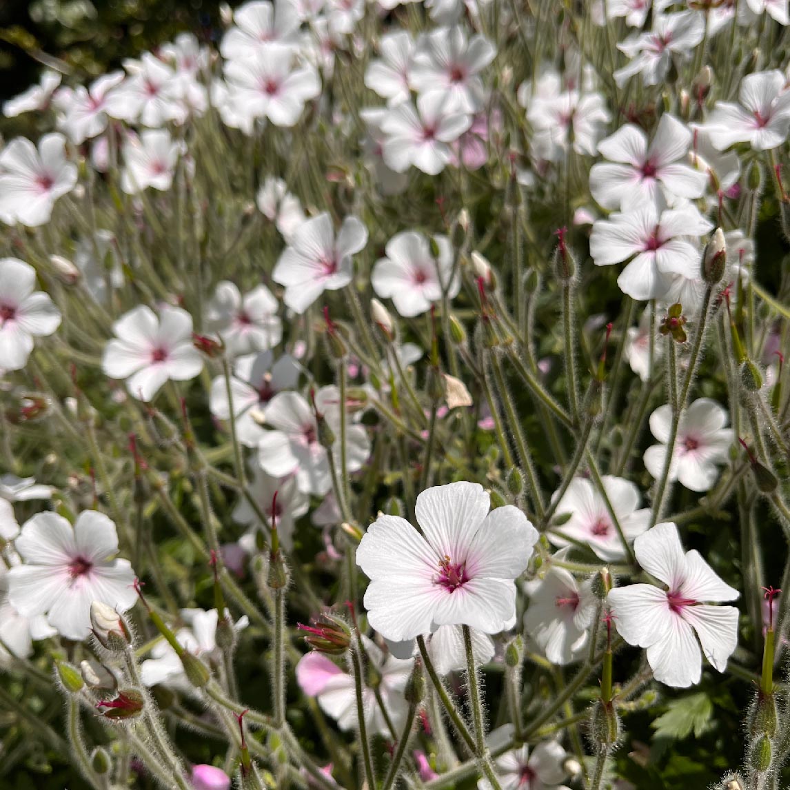 Geranium 'White Guernsey'