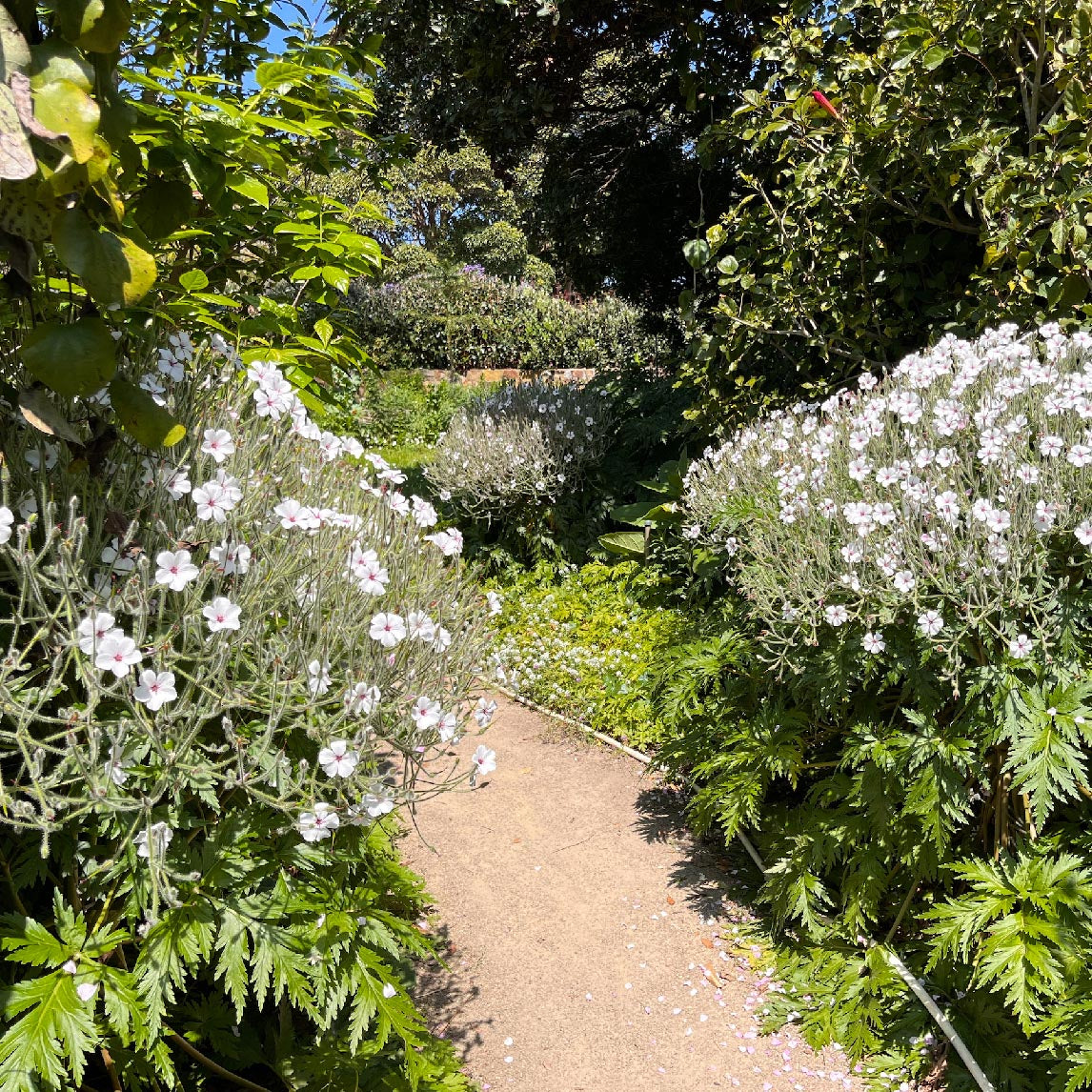 Geranium 'White Guernsey'