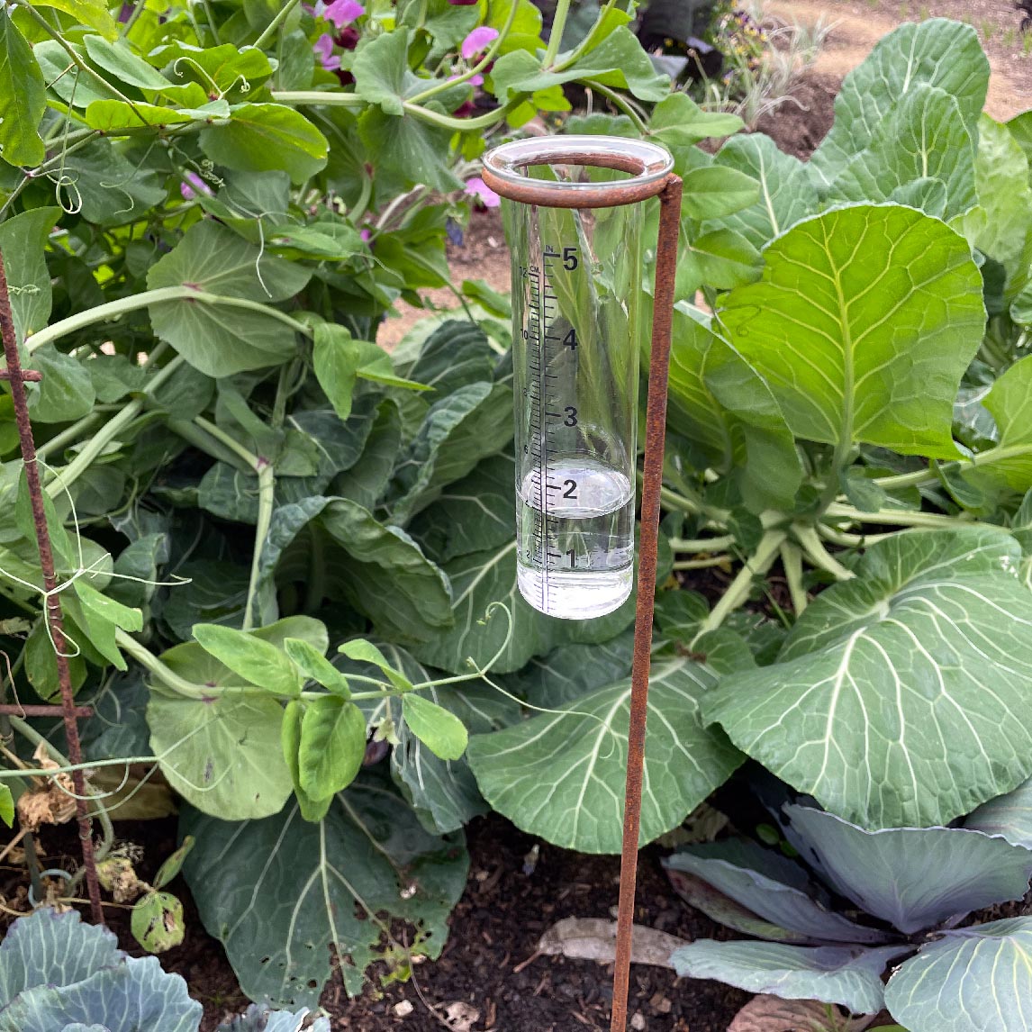 Rain Gauge