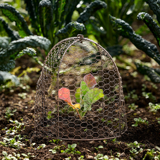 Wire Cloche