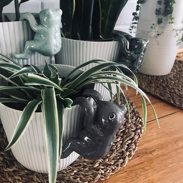 plant pot sitters Frog Pot Sitter – Pack of 3 - Assorted colours