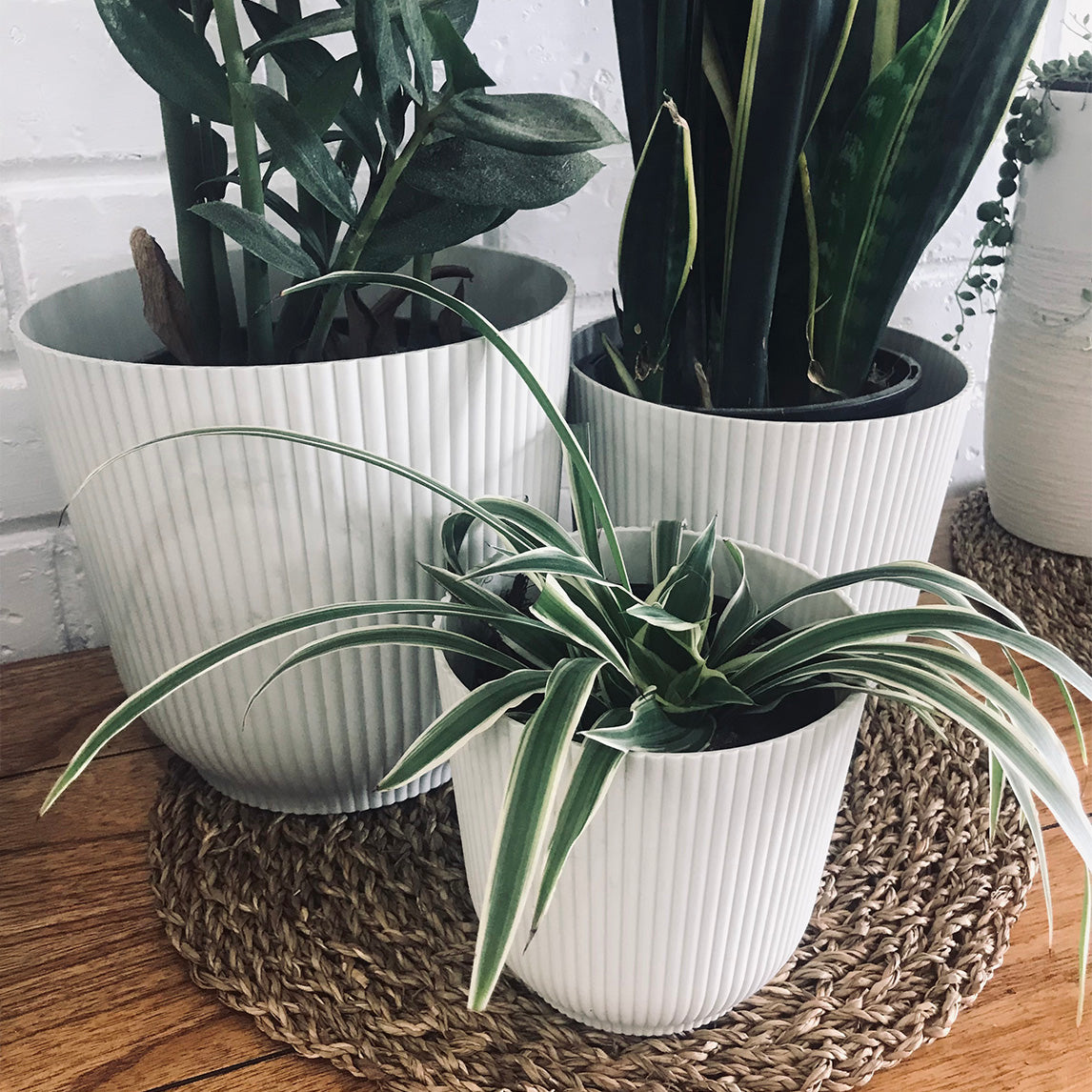 Cover Pot - White Shades