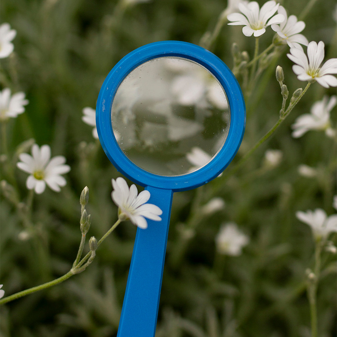 Magnifying Lens - Assorted Colours