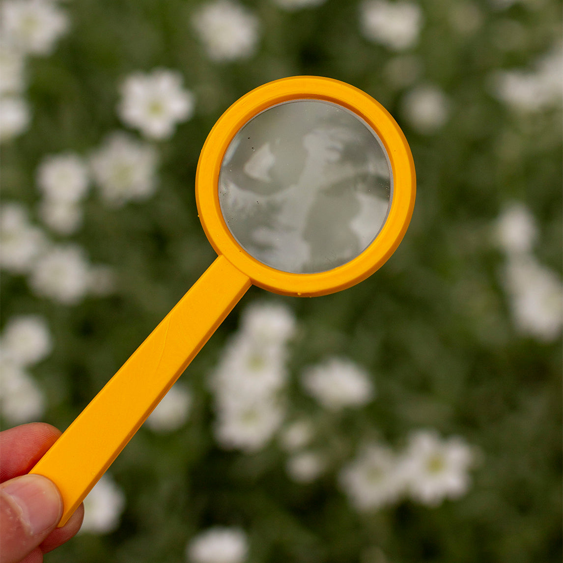 Magnifying Lens - Assorted Colours