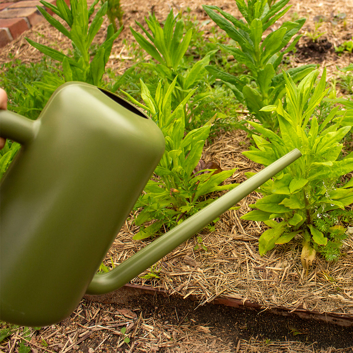 Pilea Watering Can - 2 Colours available