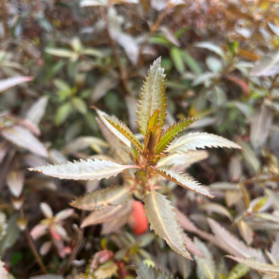 Haloragis 'Wellington Bronze'