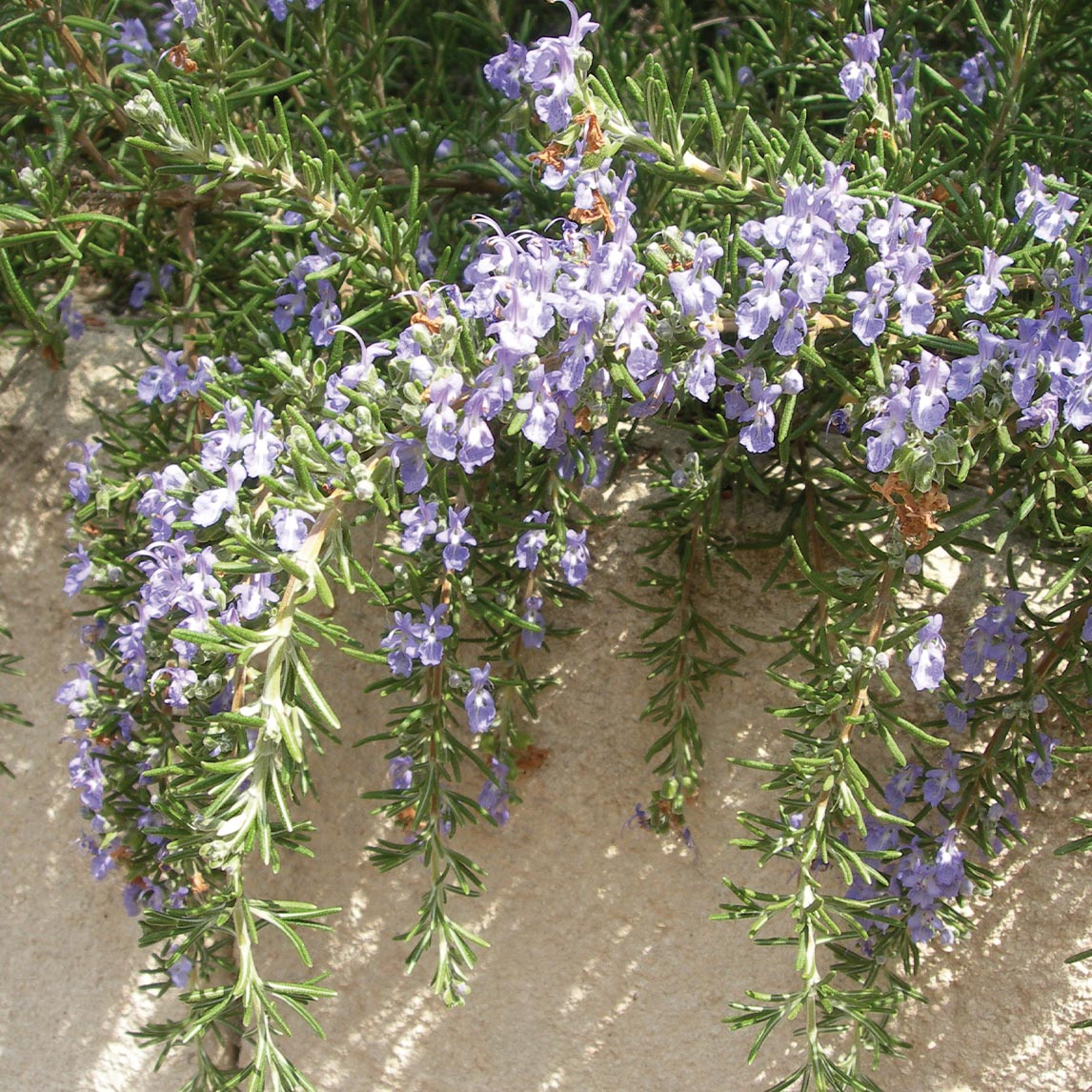 Hanging Rosemary