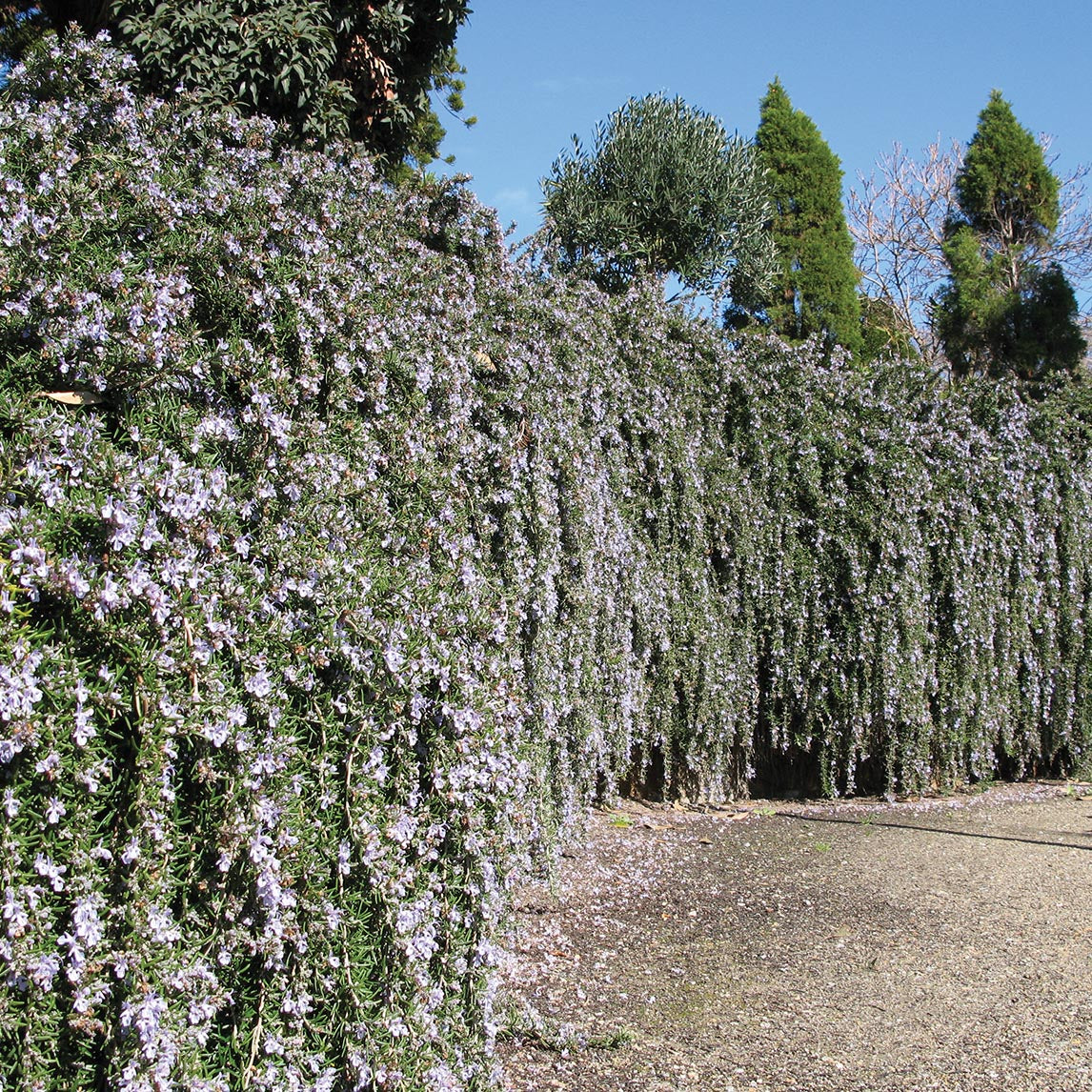 Hanging Rosemary