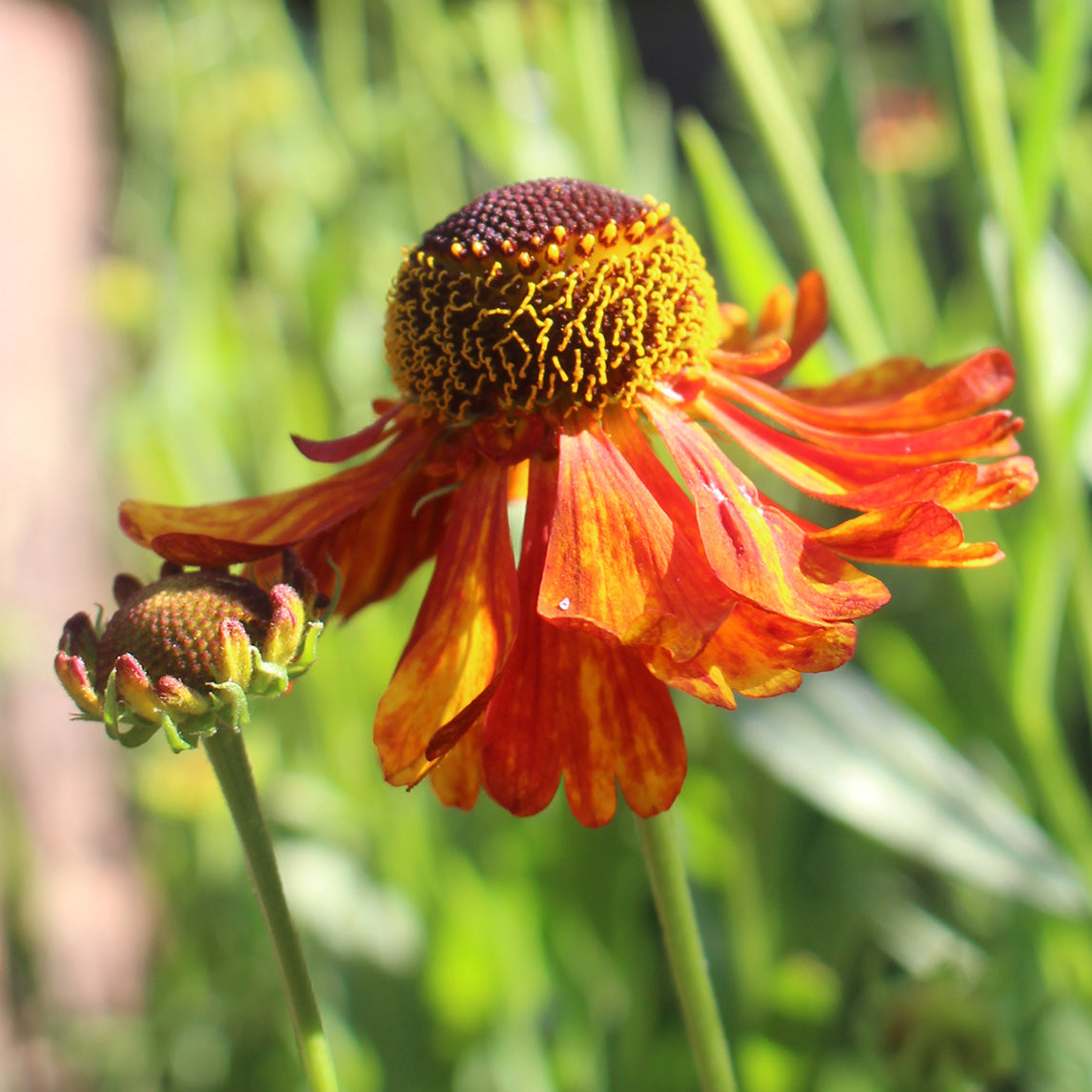 Helenium 'Moerheim Beauty'