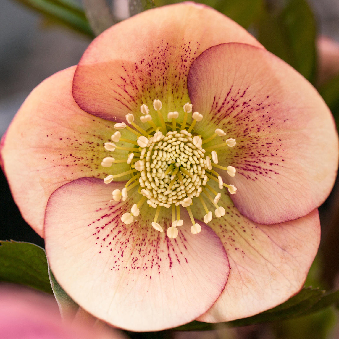 Hellebore 'Apricot Peach Spotted'