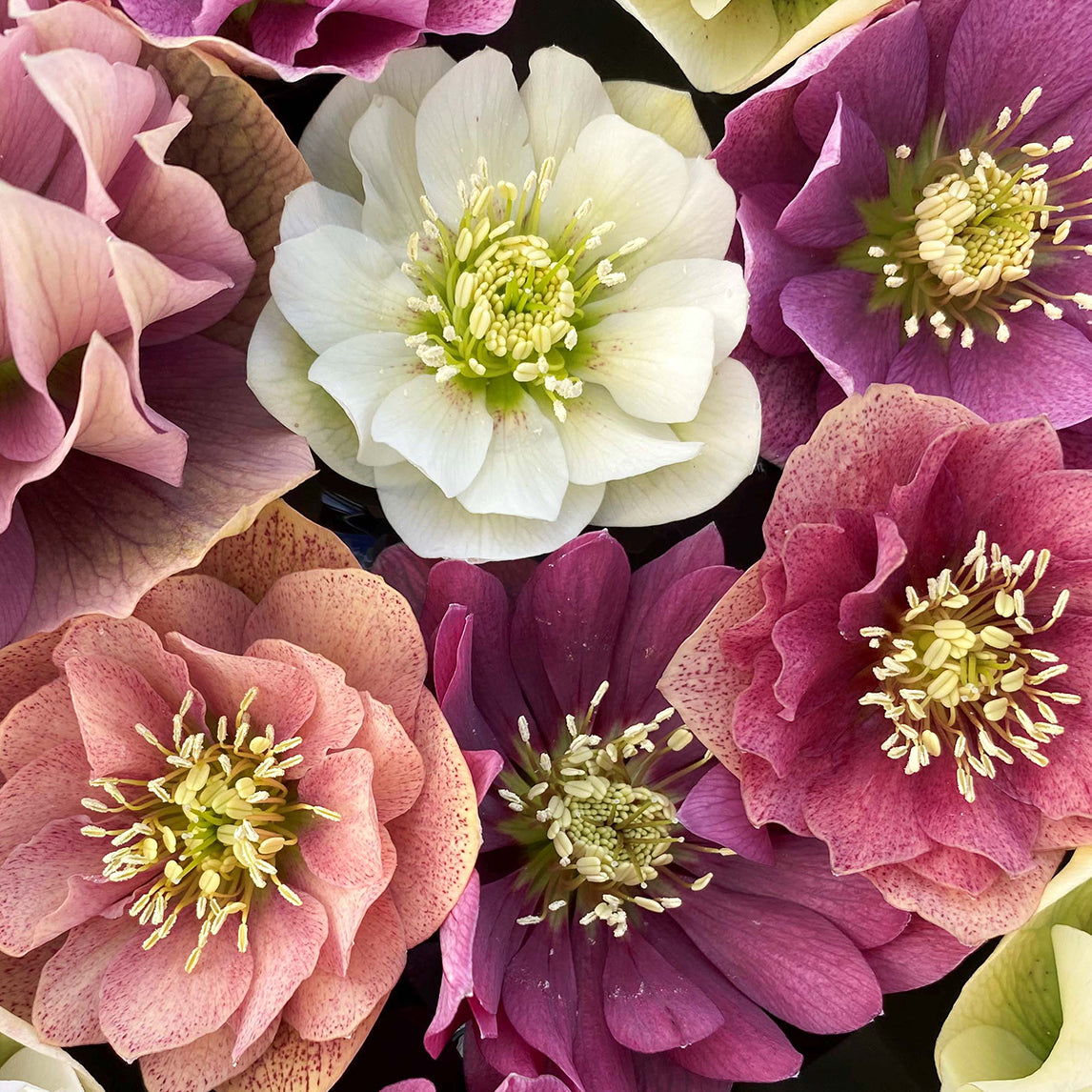 Hellebore 'Double Pastel Mixed'