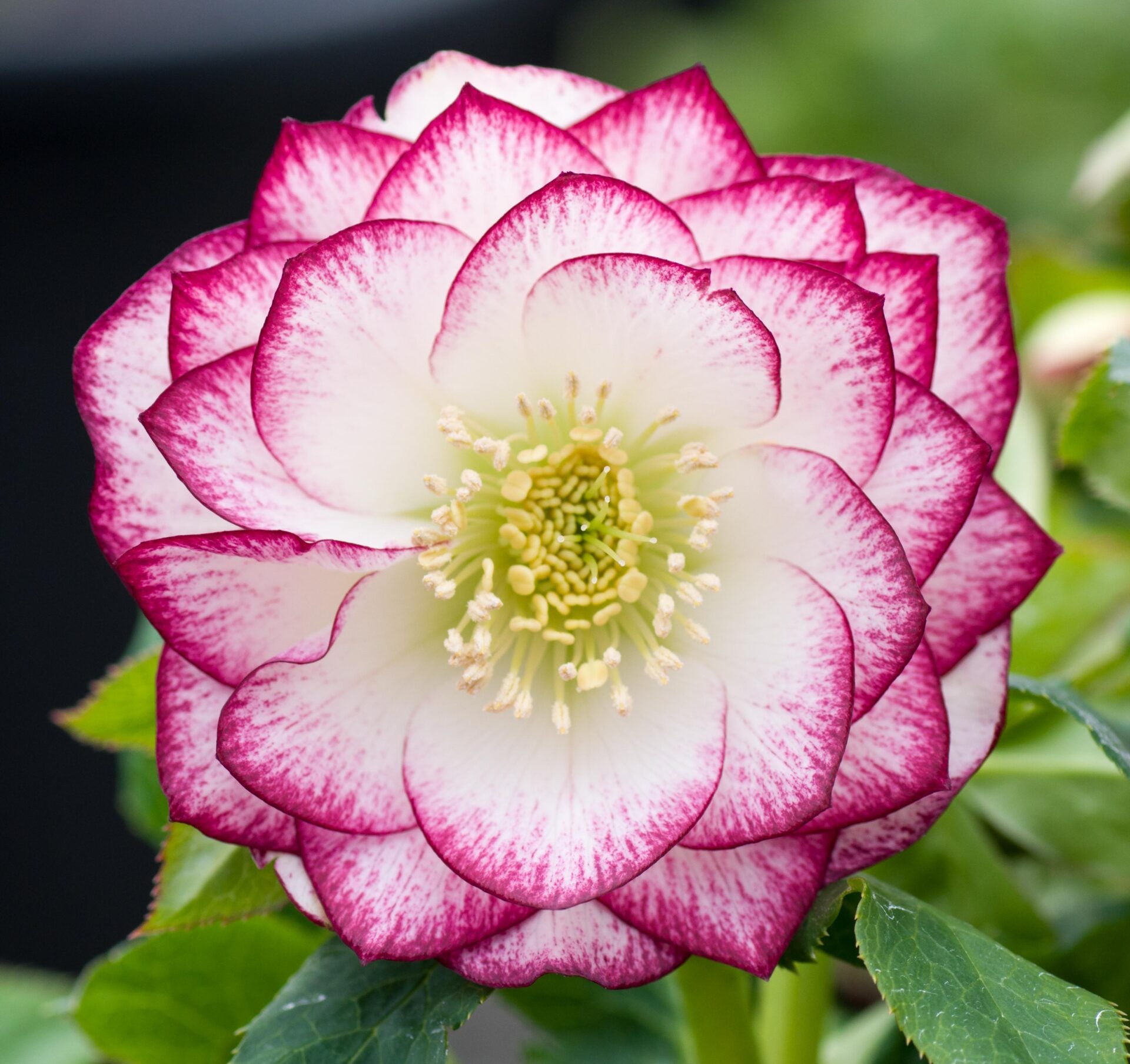 Hellebore 'Double White Painted'