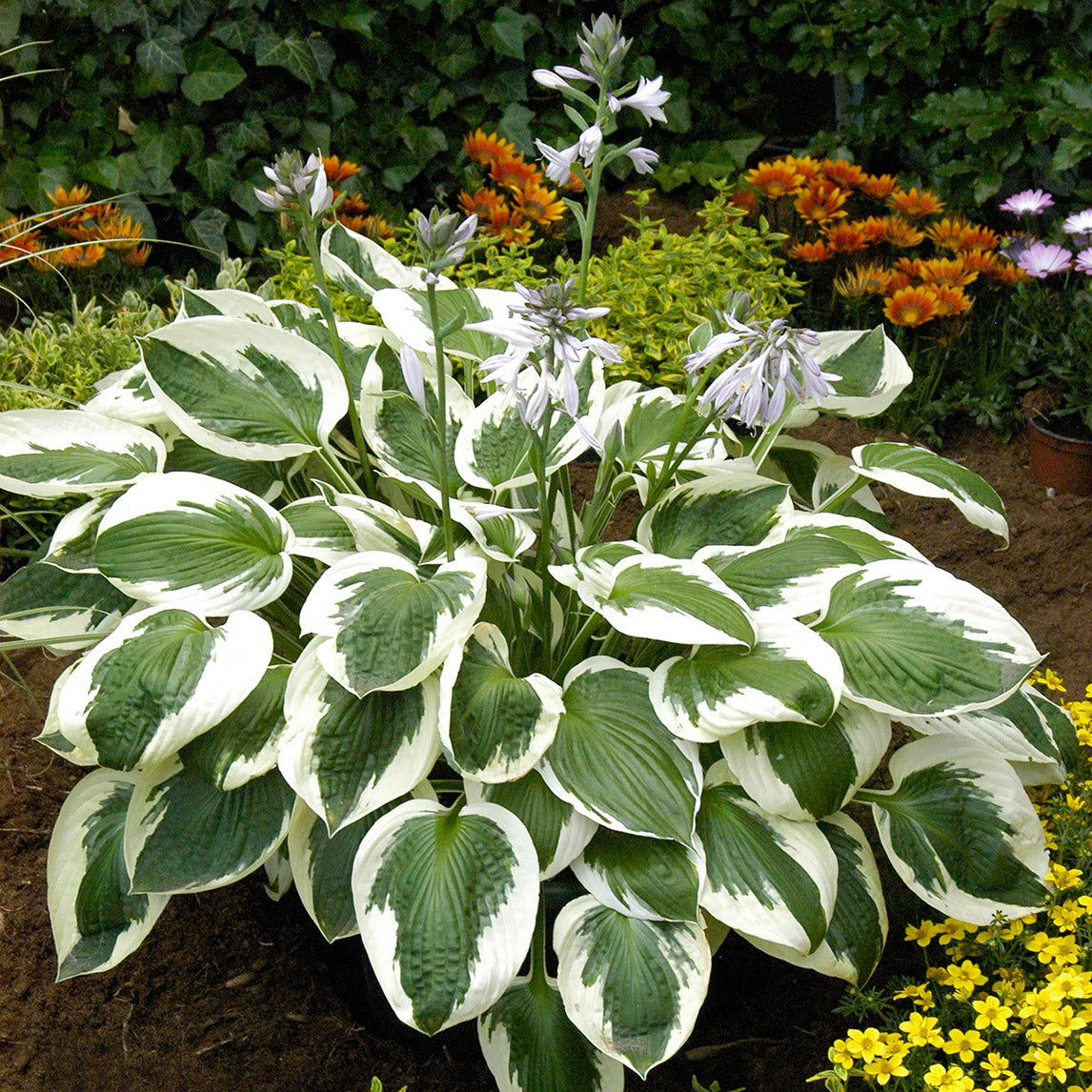 Hosta 'Minuteman'