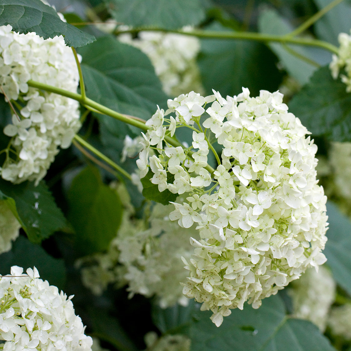 Hydrangea 'Annabelle'