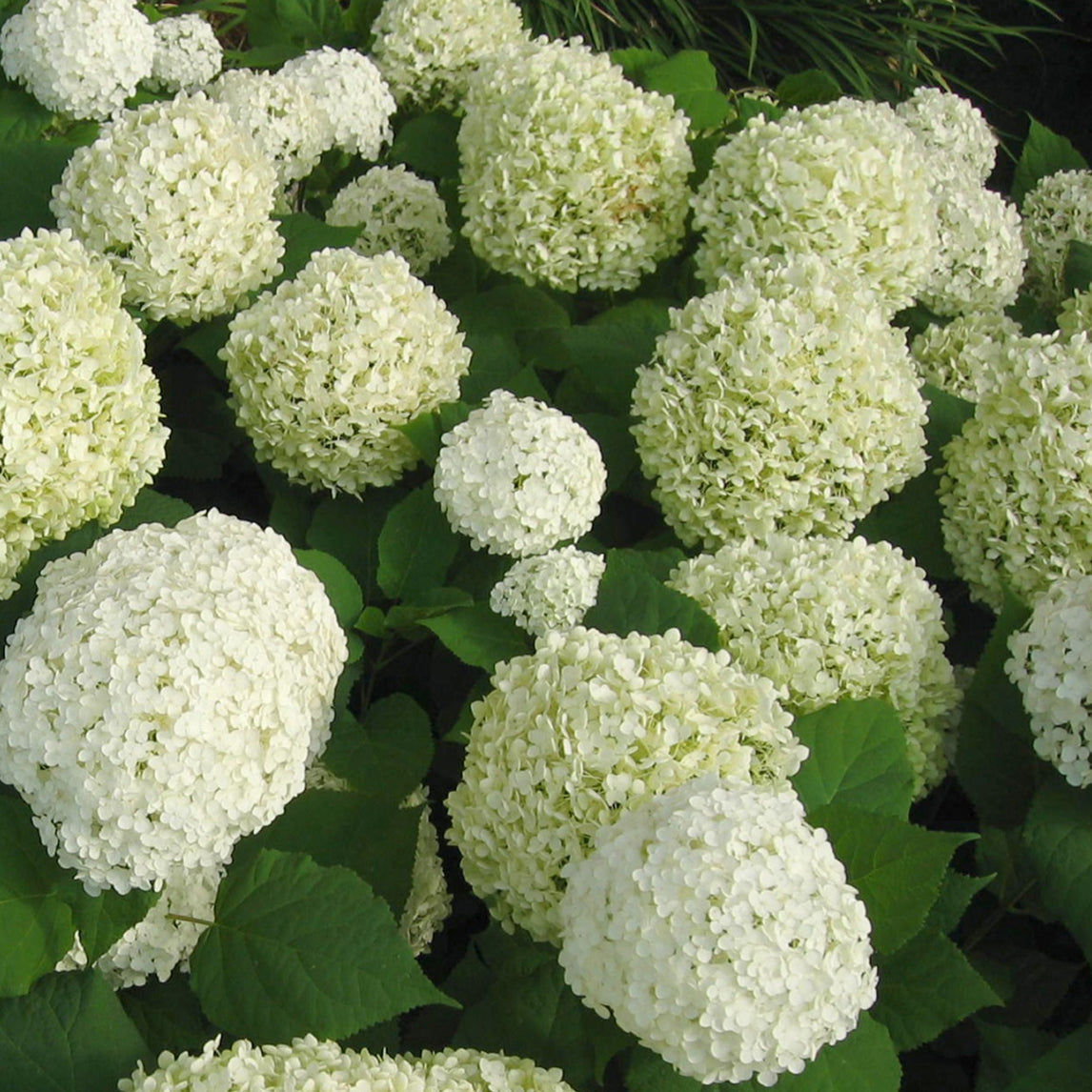 Hydrangea 'Annabelle'