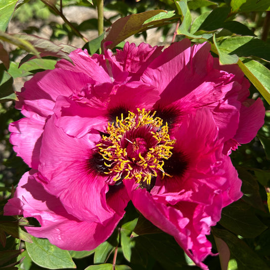 Peonie Perfection - Olinda - 4 Oct 2026