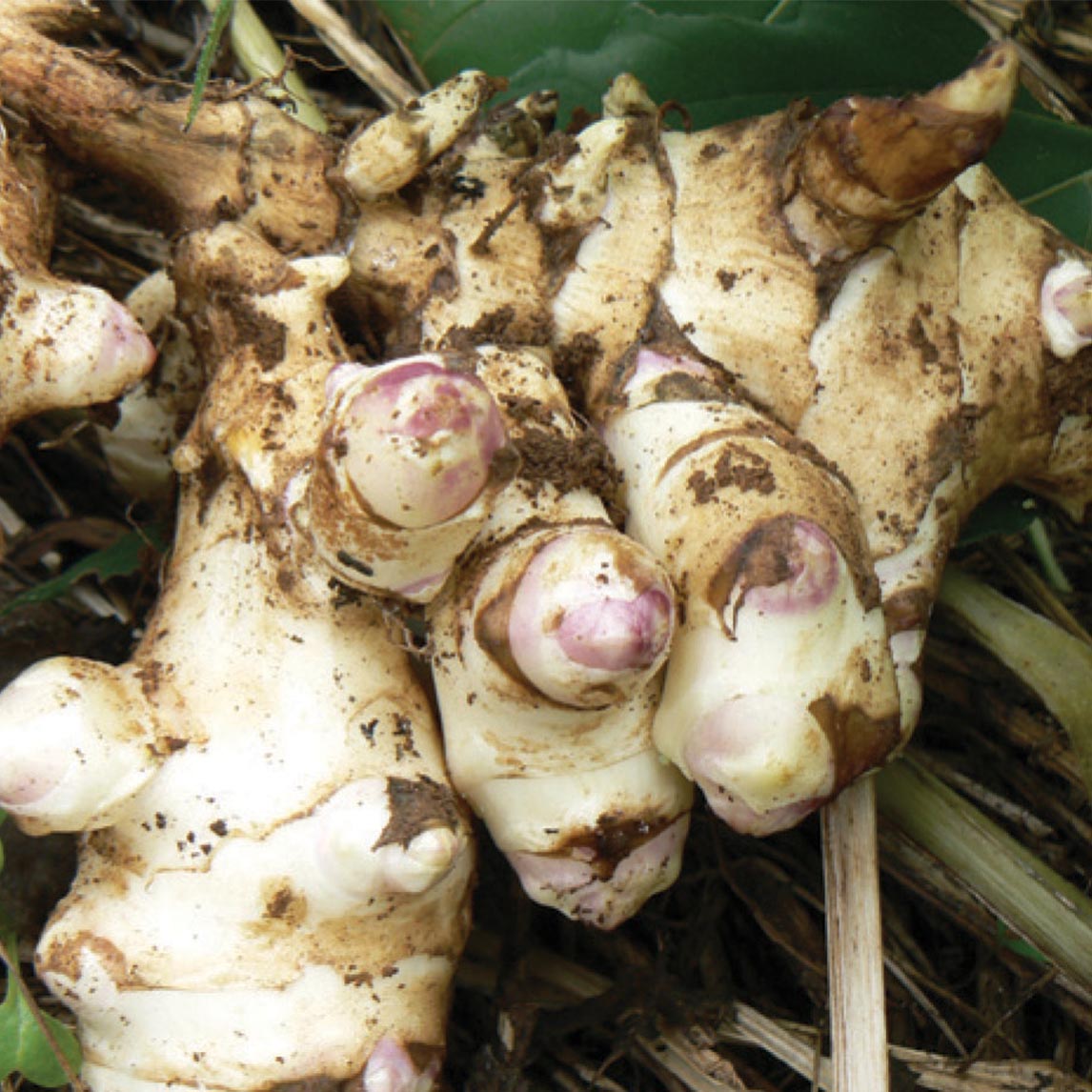 Jerusalem Artichoke