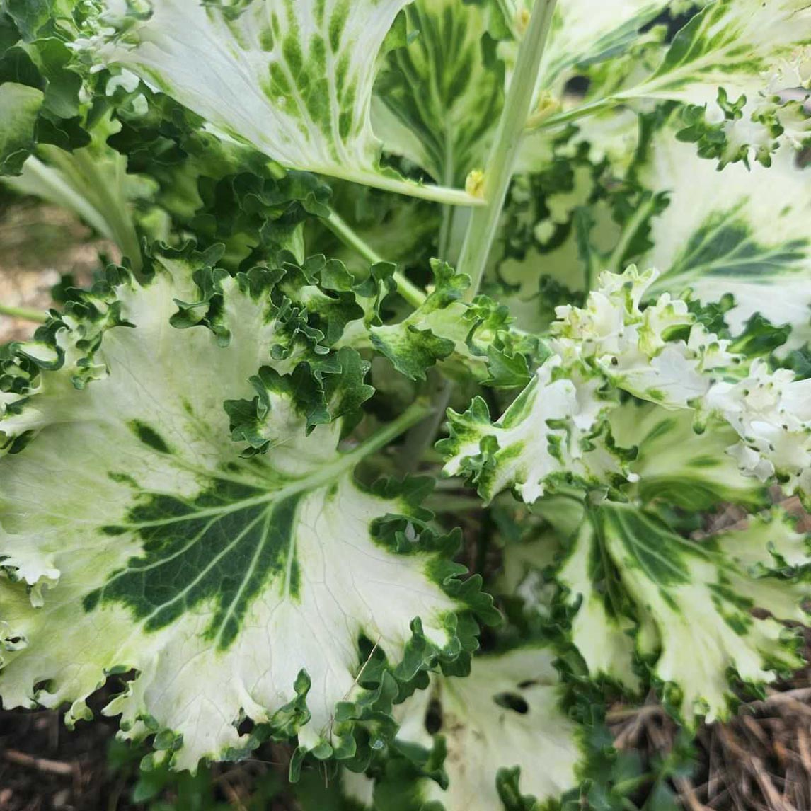 Kale 'Ivory Garden'