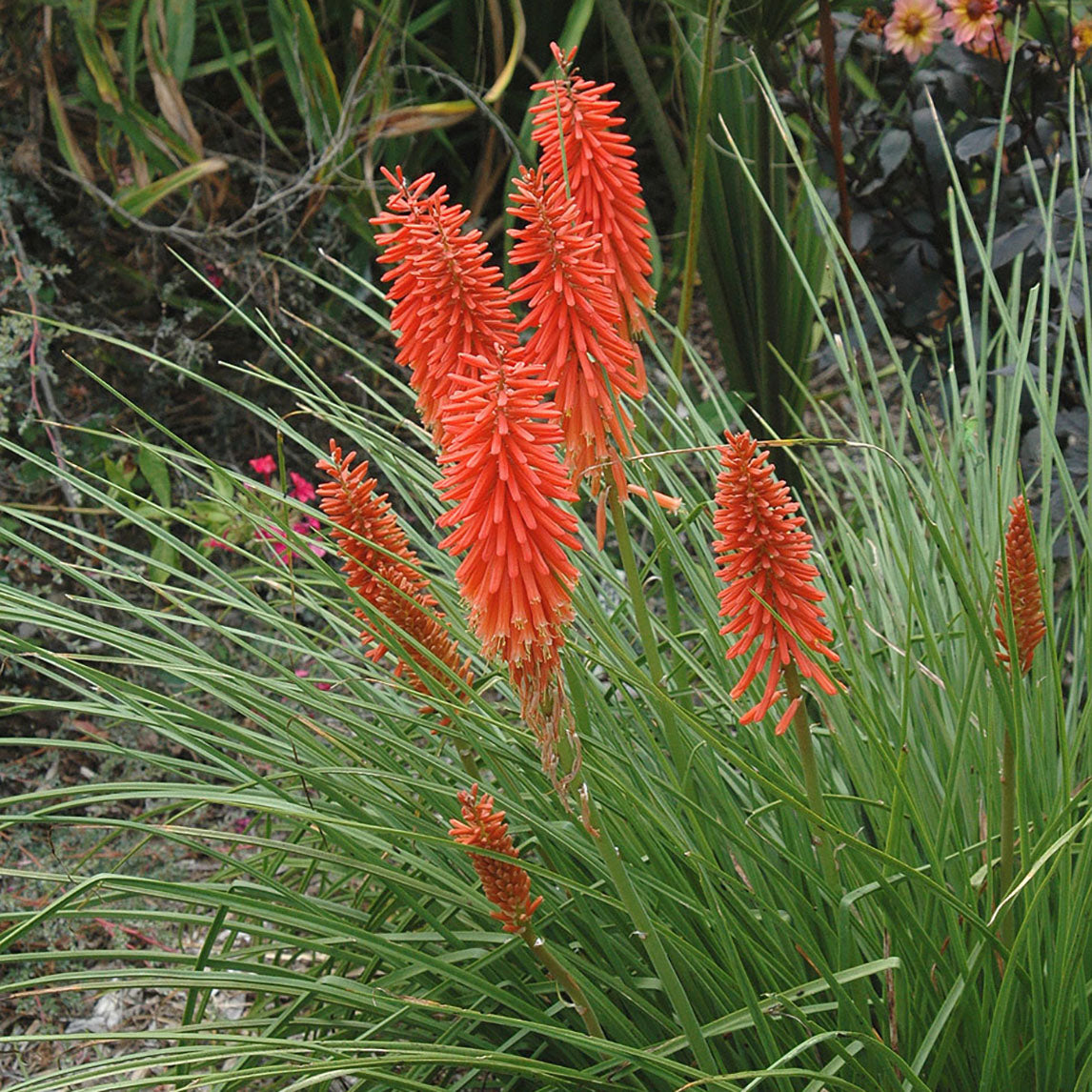 Kniphofia 'Nancy's Red'