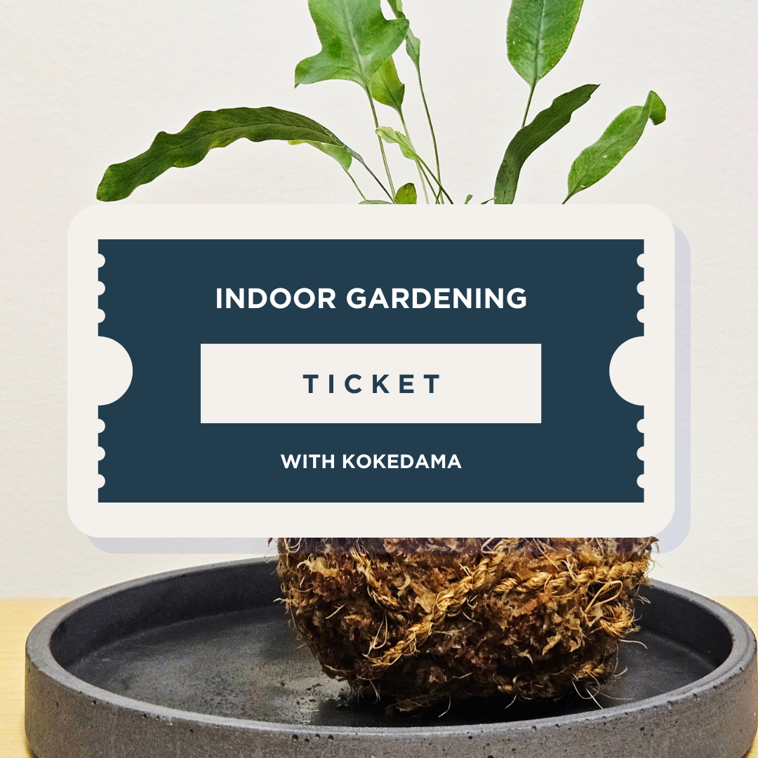 Kokedama Workshop at Adelaide Botanic Gardens