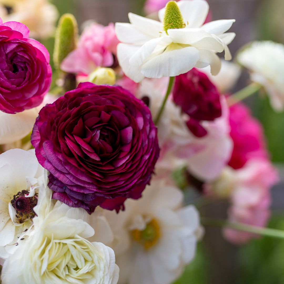 Lady Woodland Bulb Collection (120 Corms)