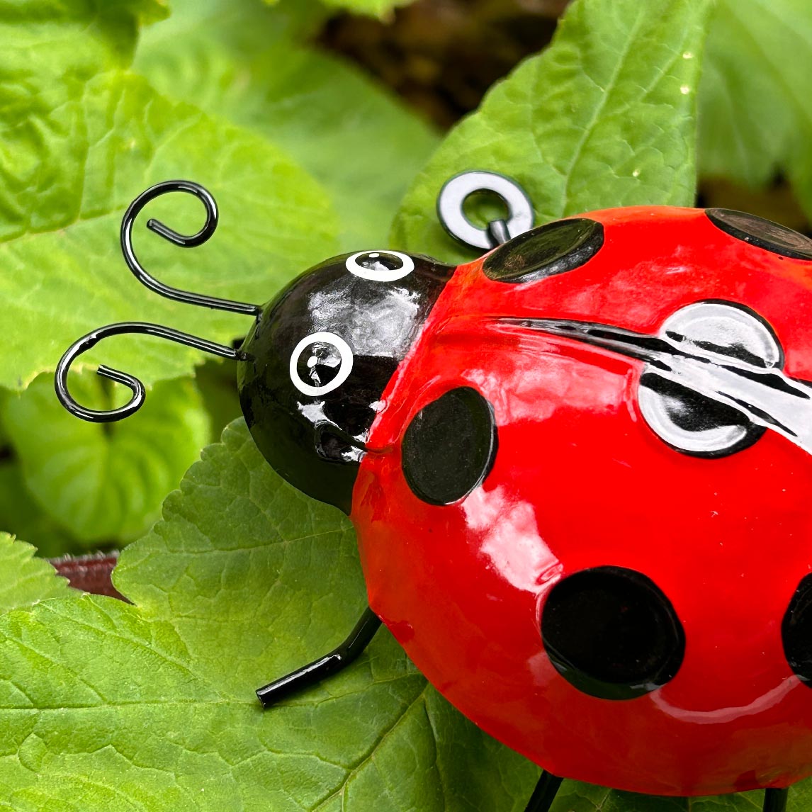 Ladybug
