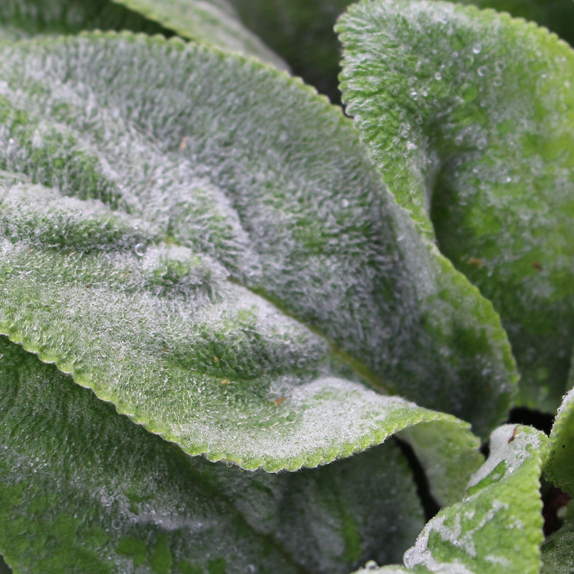 Lamb's Ears 'Big Ears'