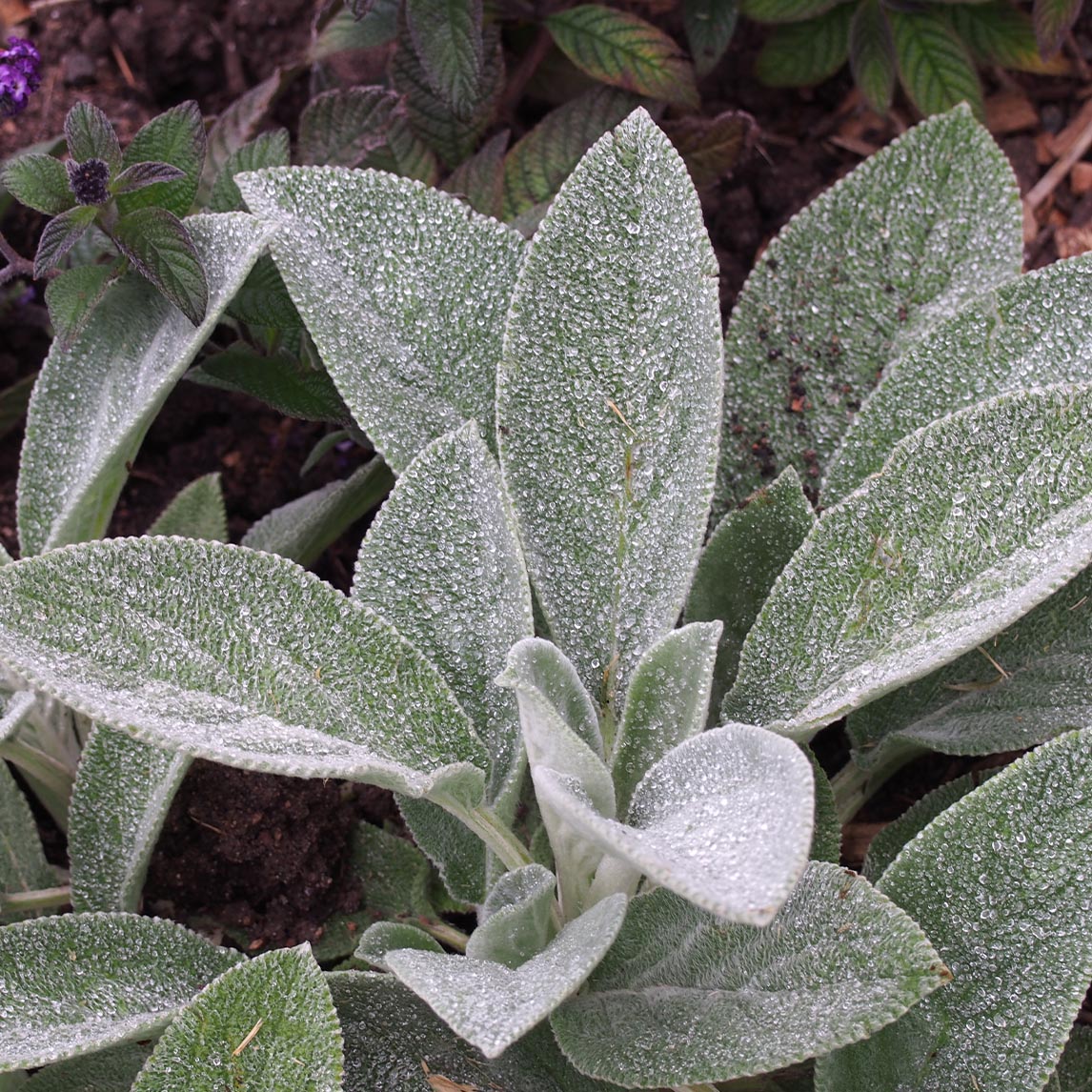 Lamb's Ears 'Big Ears'