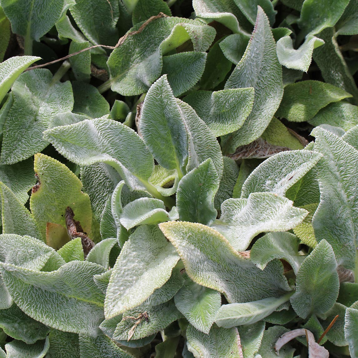 Lamb's Ears 'Big Ears'