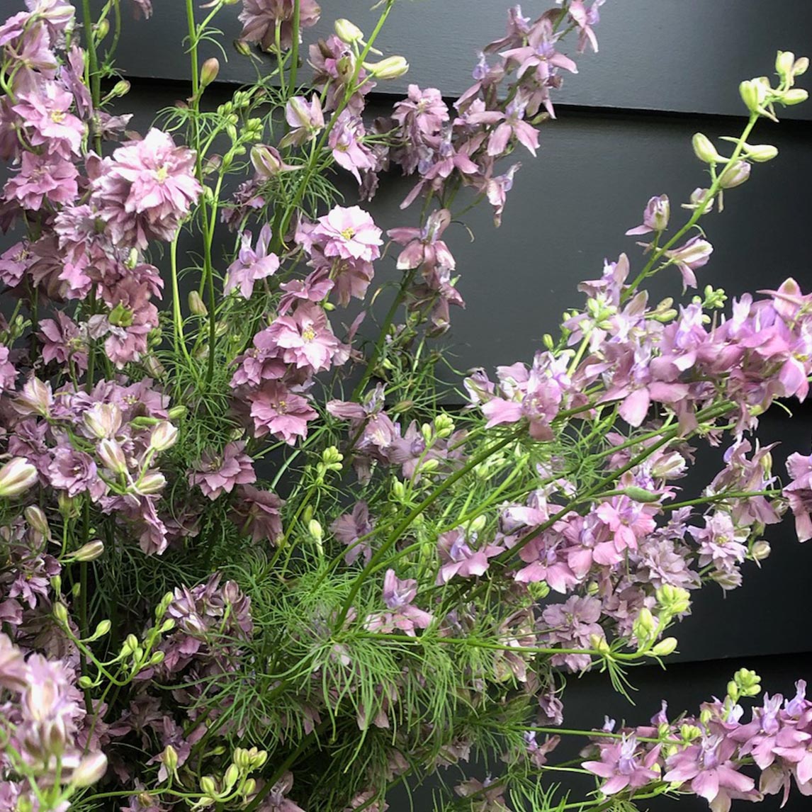 Larkspur 'Earl Grey'