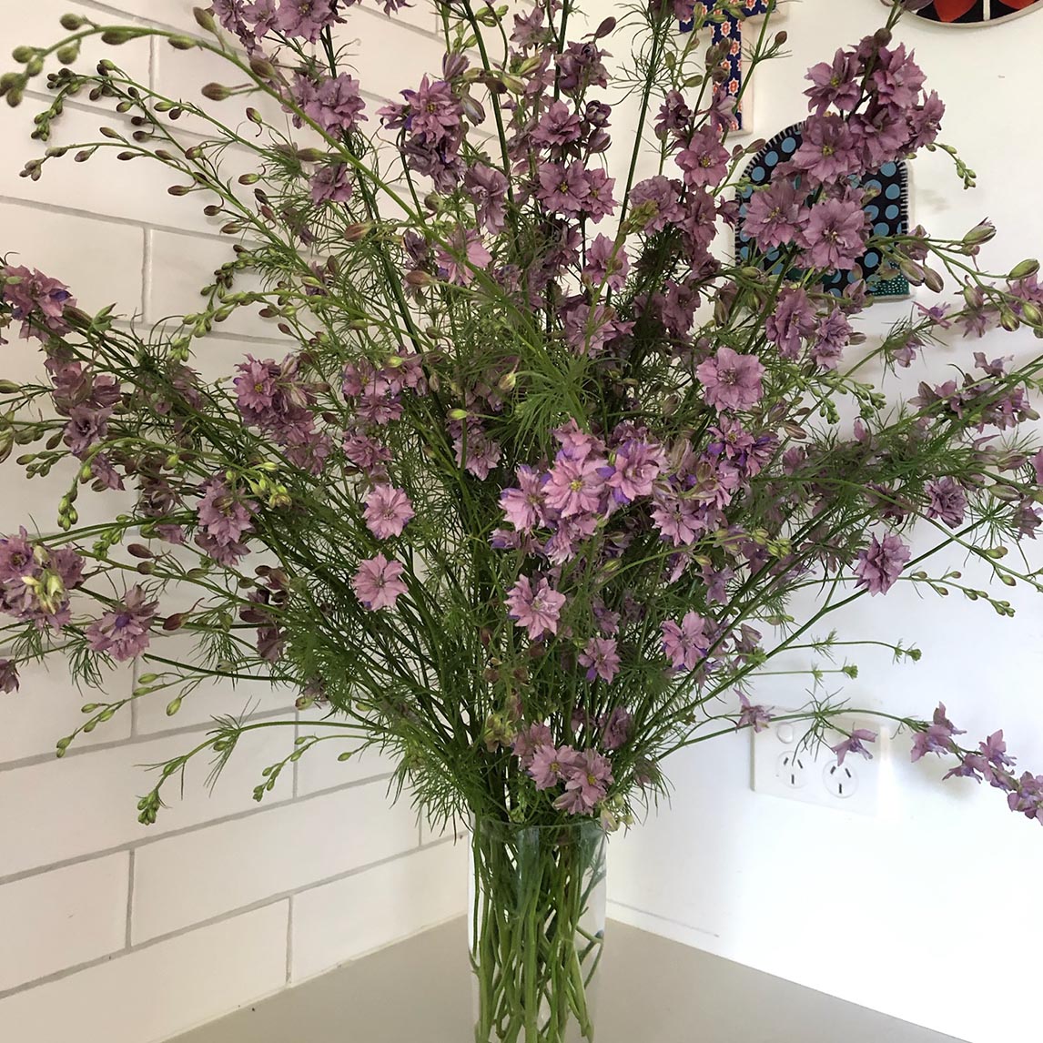 Larkspur 'Earl Grey'