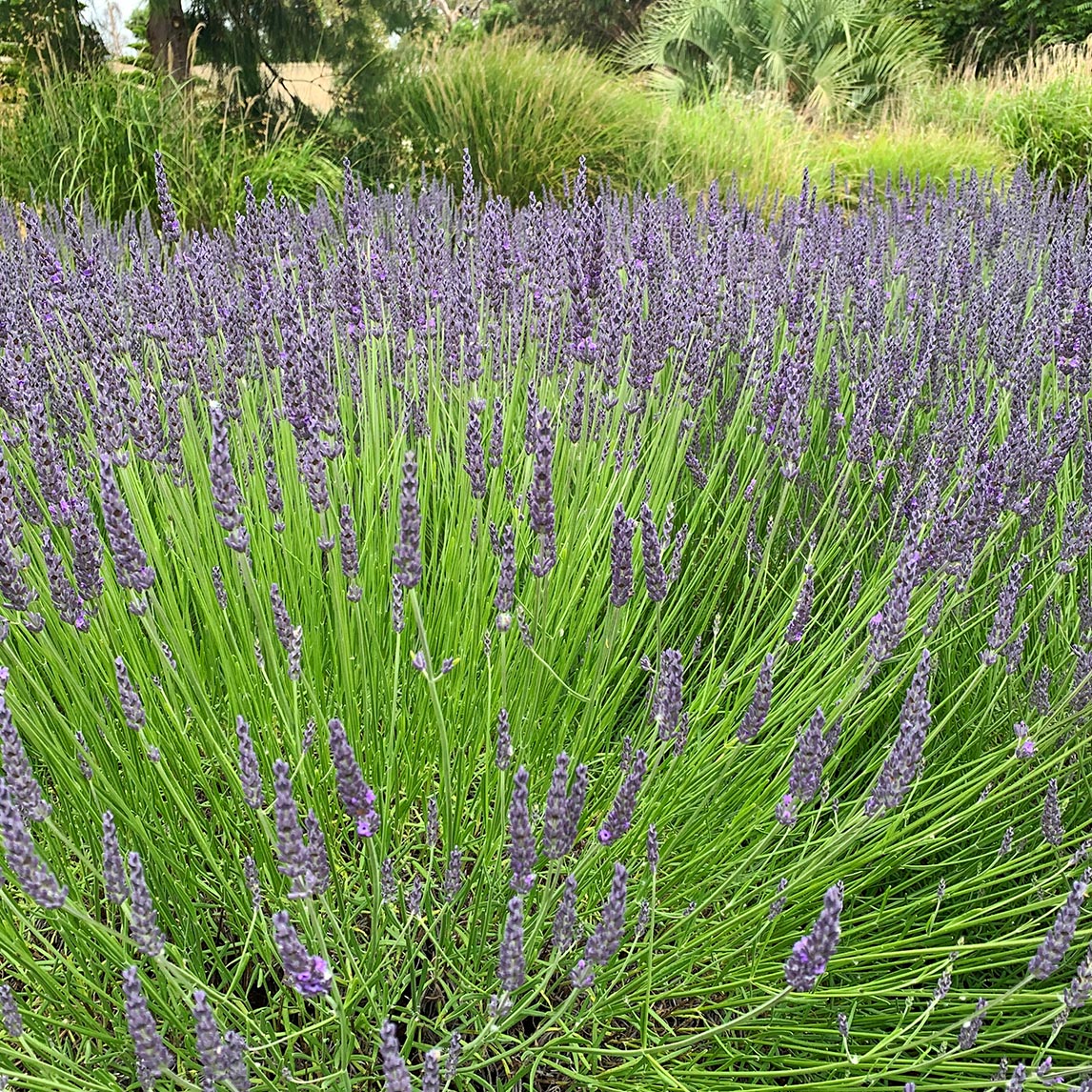 Lavender 'Grosso'  - The Diggers Club