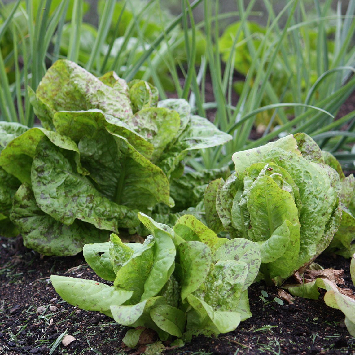 Lettuce 'Freckles Bunte'