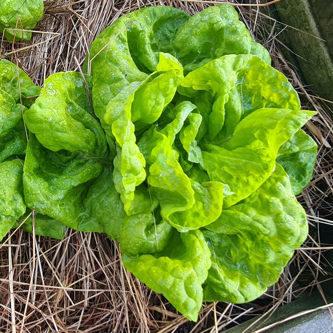 Lettuce Heirloom Mix
