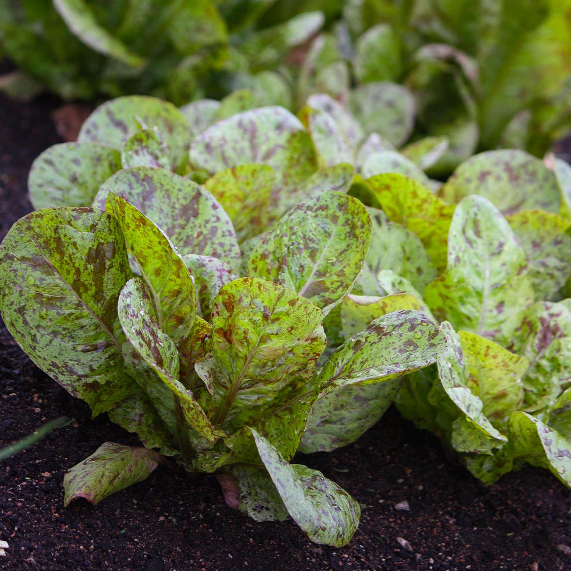 Lettuce Heirloom Mix